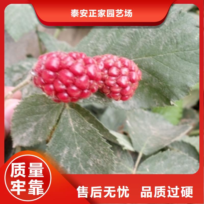 【 树莓苗_钙果苗诚信可靠】|抚远|东风|鹤岗|黑河|大庆|牡丹江|齐齐哈尔v651.com
