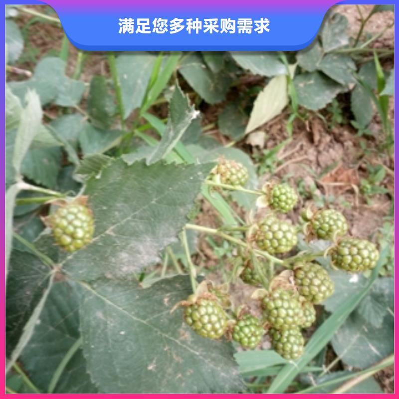 【 树莓苗-蓝莓苗的简单介绍】-服务区域包括龙口|莱山|东营|日照|济南|滨州|临沂|济宁等-产品视频