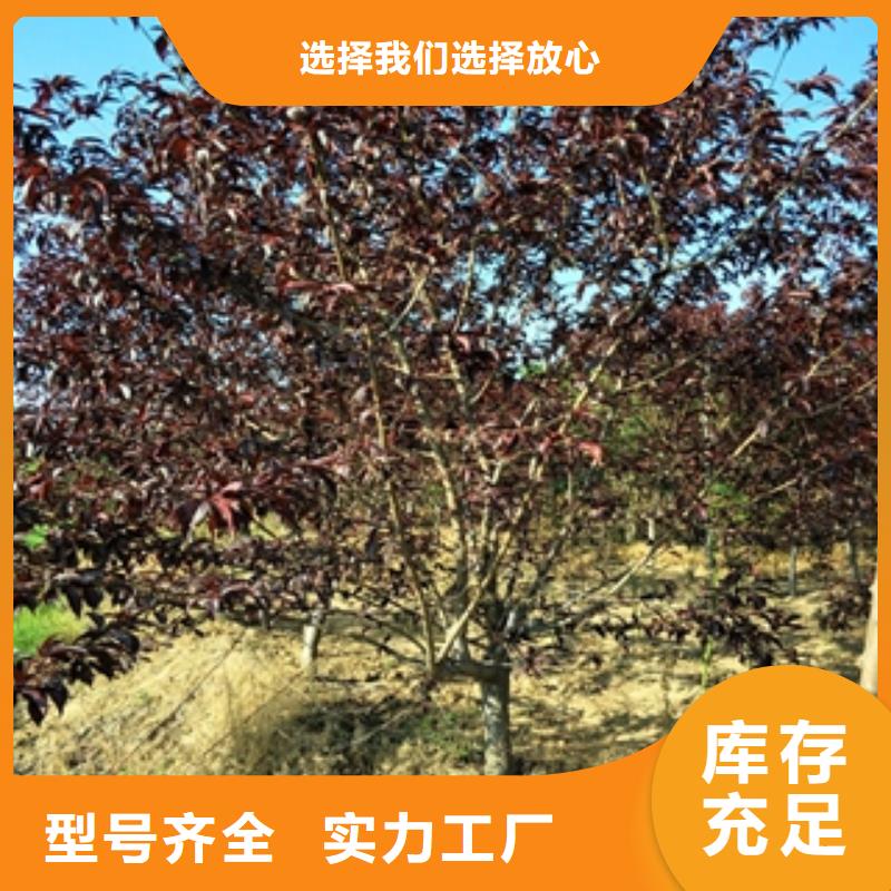桃树【国槐】按需定做-正家园艺场(荆门市分公司)
