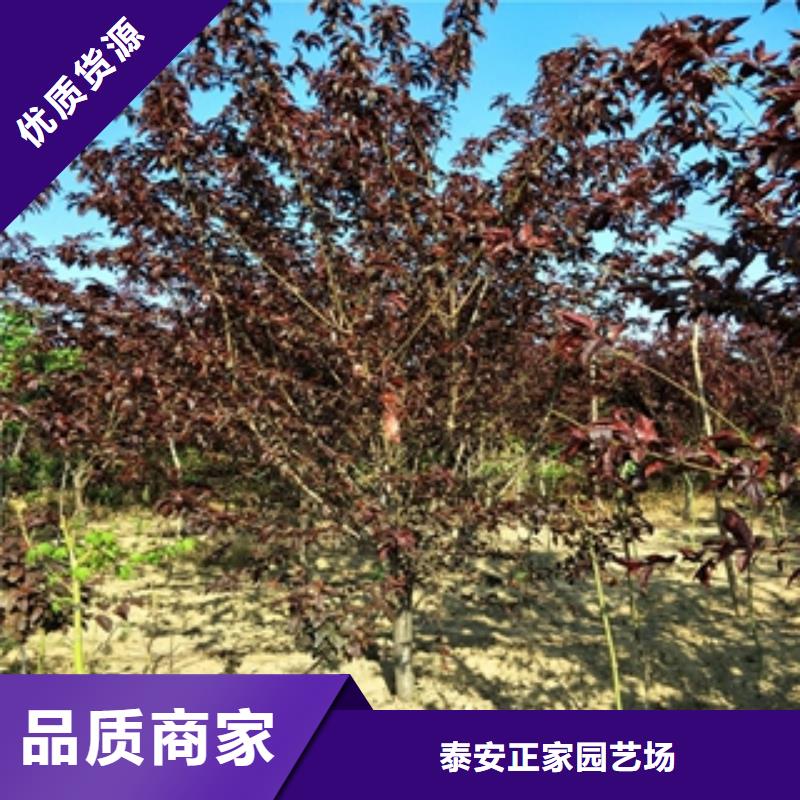 桃树【蓝莓苗】实体厂家大量现货