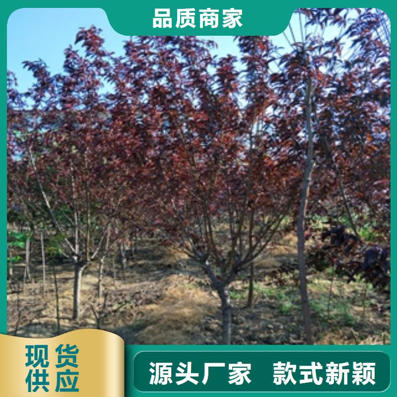 桃树钙果苗专注产品质量与服务