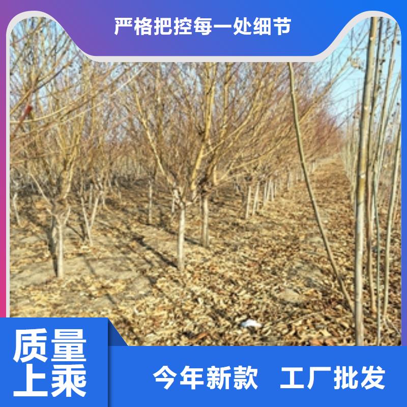 桃树_钙果苗定制零售批发