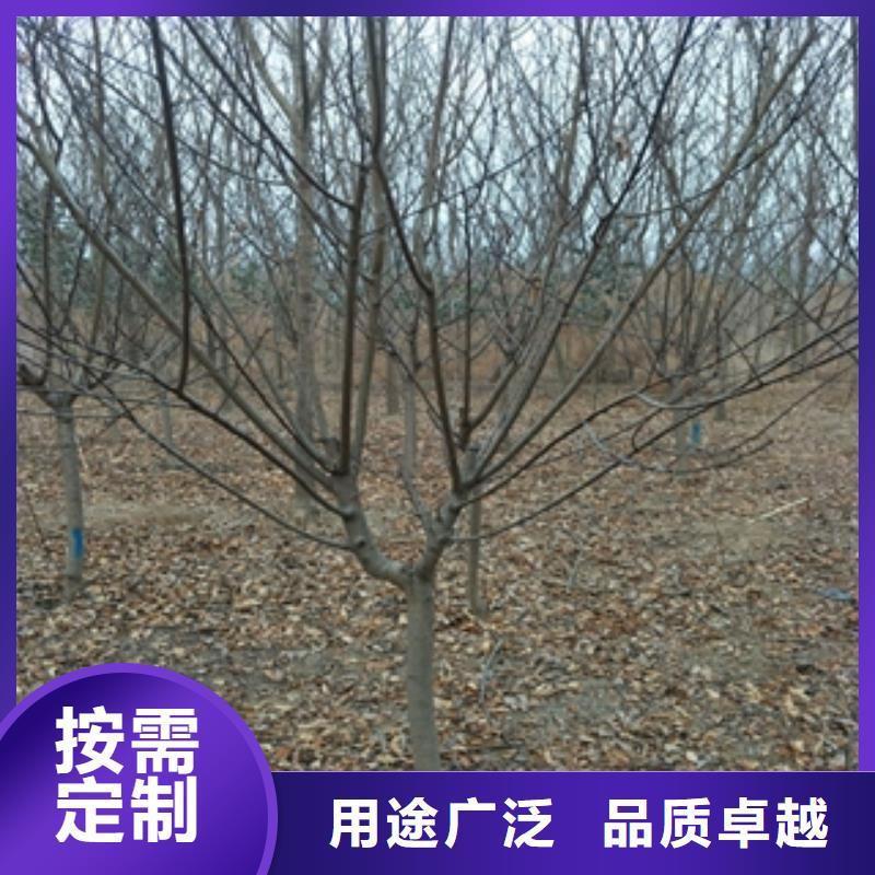桃树核桃苗樱花苗长果桑树苗细节决定成败