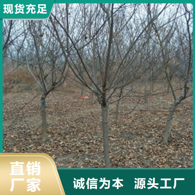 桃树【国槐】按需定做-正家园艺场(荆门市分公司)