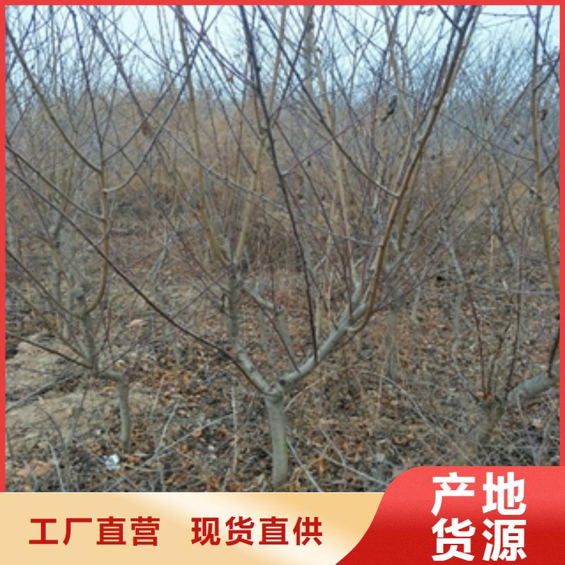 桃树【蓝莓苗】实体厂家大量现货