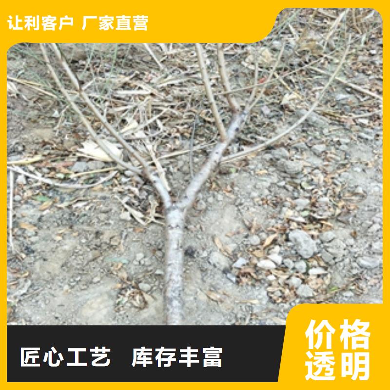 桃树-占地果树品牌大厂家