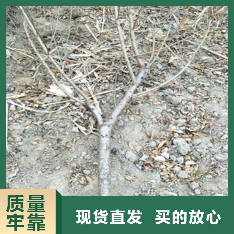 {正家}【 桃树-占地果树厂家经验丰富】