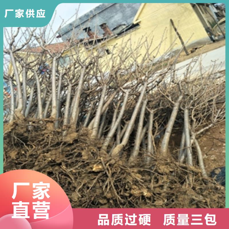 桃树-【碧桃】质检合格发货-正家园艺场(郴州市分公司)