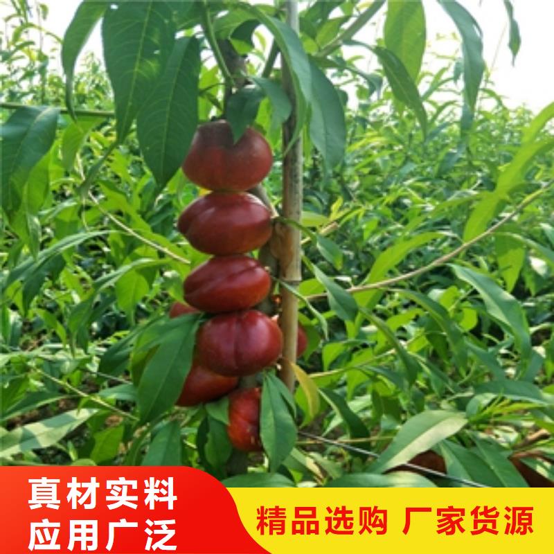 桃树核桃苗樱花苗长果桑树苗细节决定成败