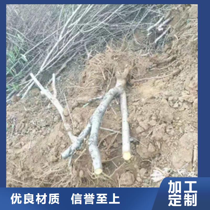 桃树占地果树精工打造