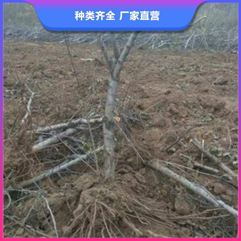 桃树【蓝莓苗】实体厂家大量现货