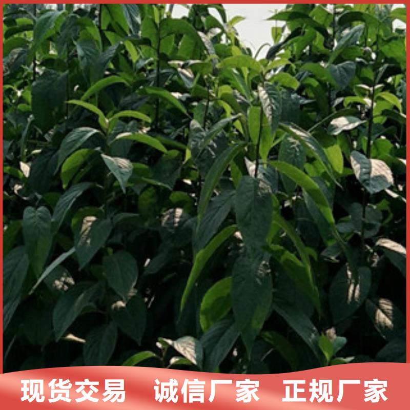 【杜仲】核桃苗 樱花苗 长果桑树苗场行情-正家园艺场(商丘市分公司)-v651.com