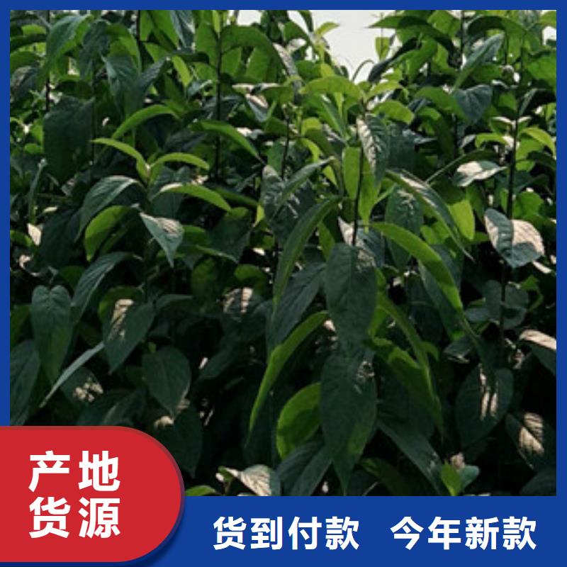 -桦甸|龙潭|长春|延边|辽源|通化|四平杜仲-【占地果树】货源稳定