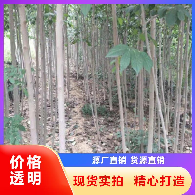 【杜仲】核桃苗 樱花苗 长果桑树苗场行情-正家园艺场(商丘市分公司)-v651.com