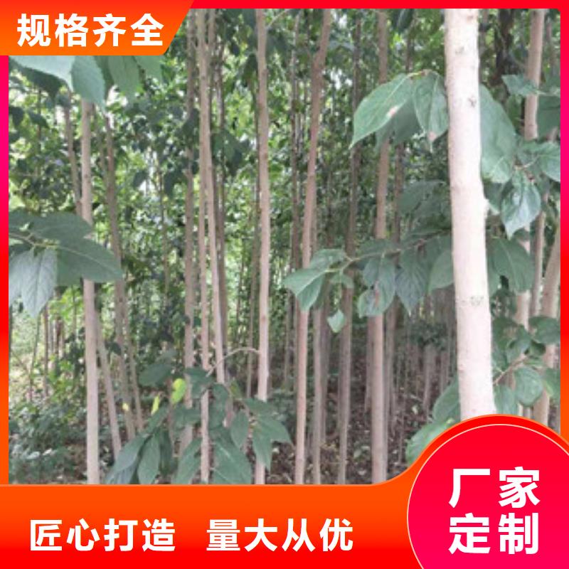 【 杜仲,泰山景松 造型景松细节决定品质】-正家园艺场(六盘水市分公司)