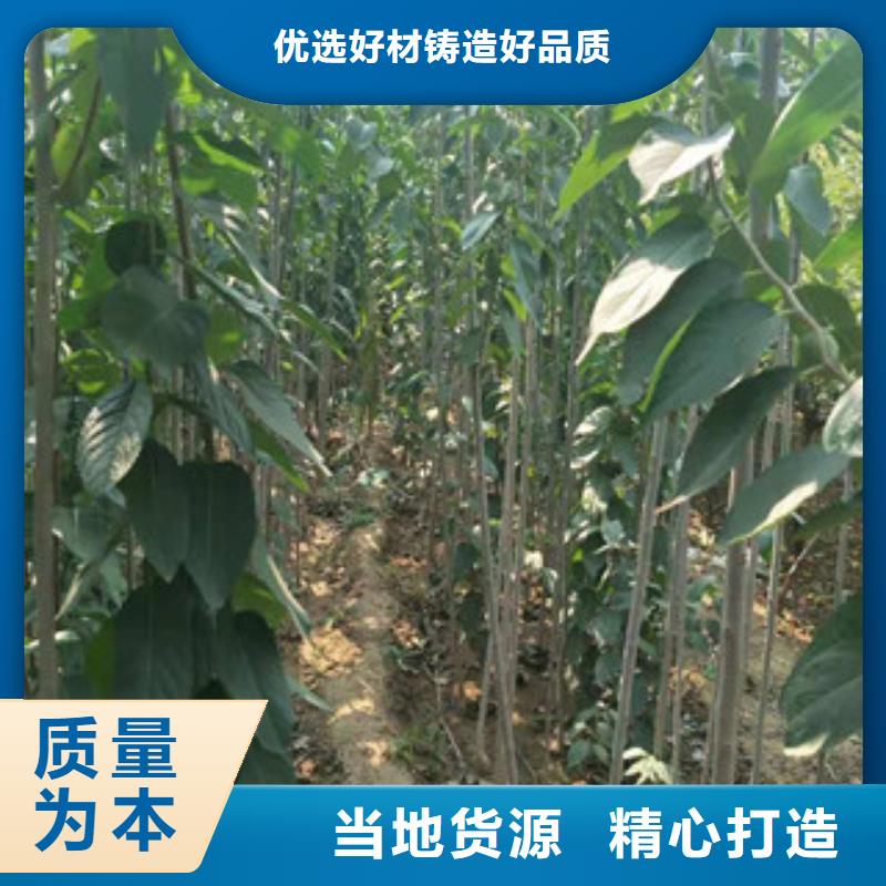 【 杜仲,泰山景松 造型景松细节决定品质】-正家园艺场(六盘水市分公司)