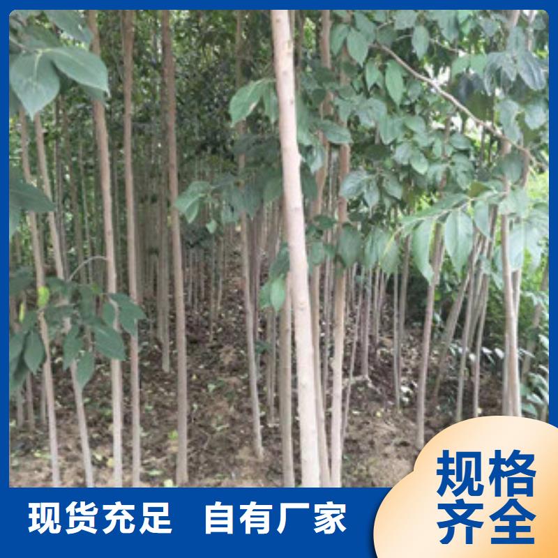 【杜仲】核桃苗 樱花苗 长果桑树苗场行情-正家园艺场(商丘市分公司)-v651.com