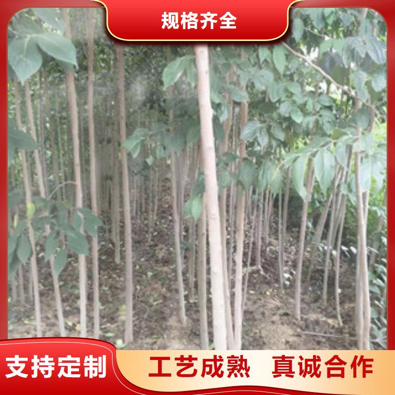 【 杜仲,泰山景松 造型景松细节决定品质】-正家园艺场(六盘水市分公司)