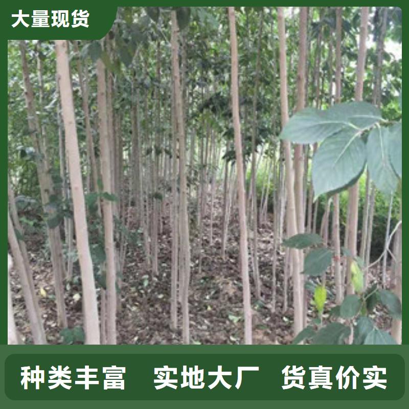 现货销售【杜仲】核桃苗 樱花苗 长果桑树苗场行情-(正家)