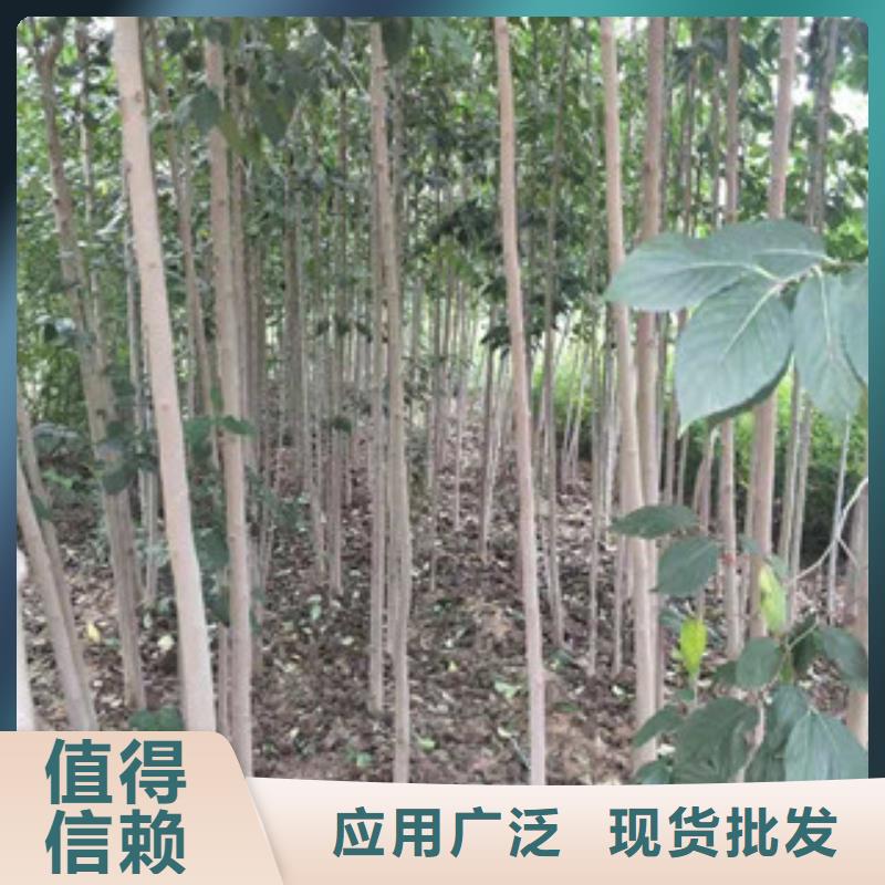 -桦甸|龙潭|长春|延边|辽源|通化|四平杜仲-【占地果树】货源稳定
