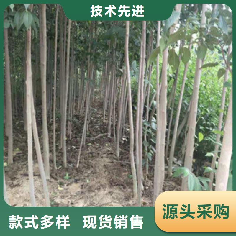 【 杜仲,泰山景松 造型景松细节决定品质】-正家园艺场(六盘水市分公司)