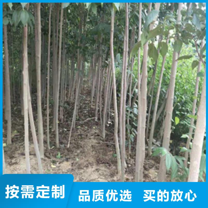 -桦甸|龙潭|长春|延边|辽源|通化|四平杜仲-【占地果树】货源稳定