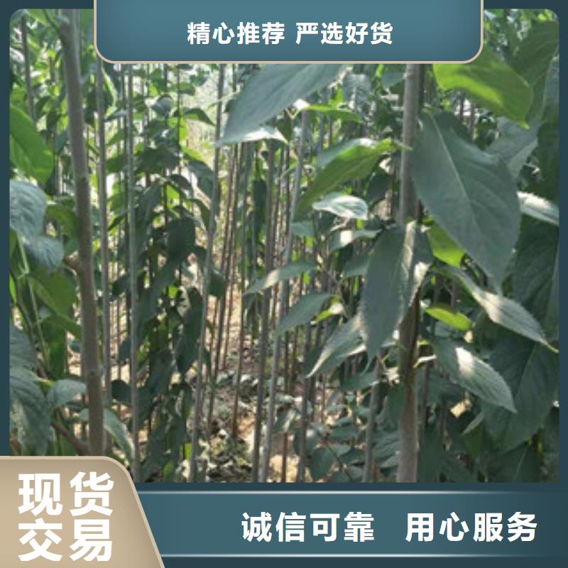 -桦甸|龙潭|长春|延边|辽源|通化|四平杜仲-【占地果树】货源稳定