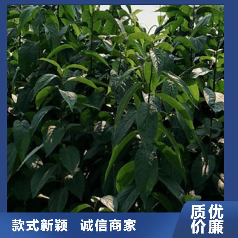 -桦甸|龙潭|长春|延边|辽源|通化|四平杜仲-【占地果树】货源稳定
