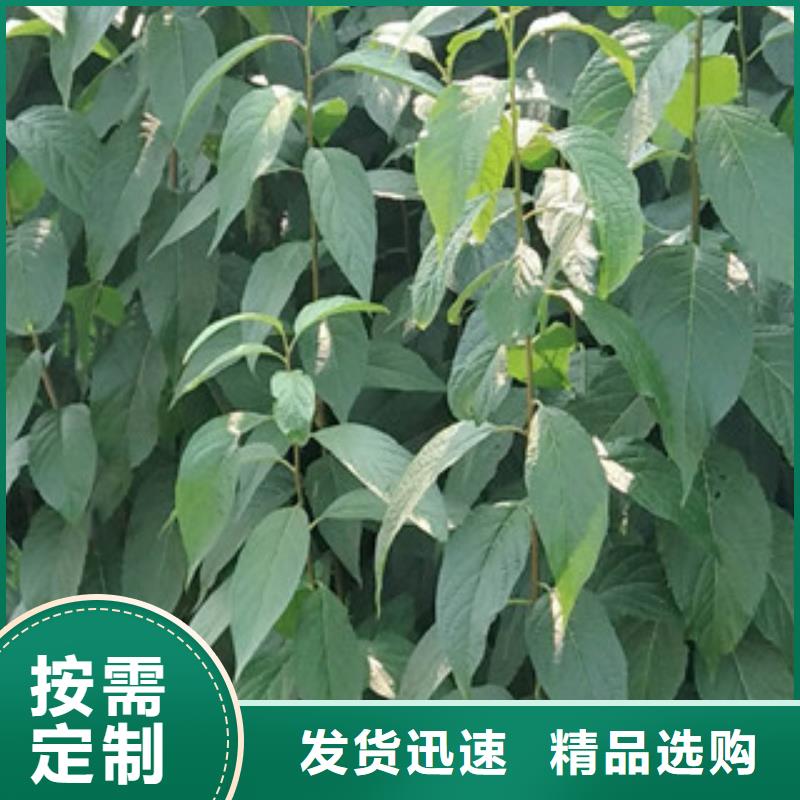 【 杜仲,泰山景松 造型景松细节决定品质】-正家园艺场(六盘水市分公司)