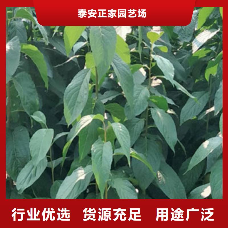 【 杜仲,泰山景松 造型景松细节决定品质】-正家园艺场(六盘水市分公司)