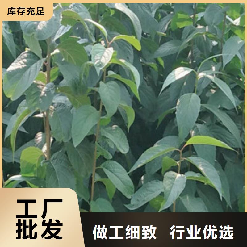 【杜仲】核桃苗 樱花苗 长果桑树苗场行情-正家园艺场(商丘市分公司)-v651.com