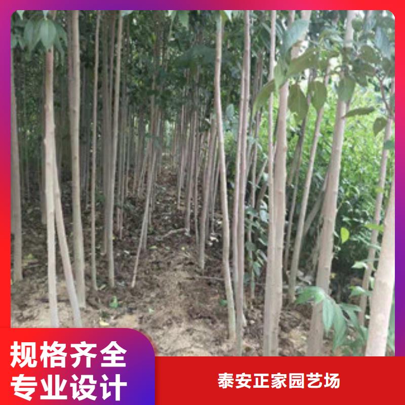 【杜仲】核桃苗 樱花苗 长果桑树苗场行情-正家园艺场(商丘市分公司)-v651.com