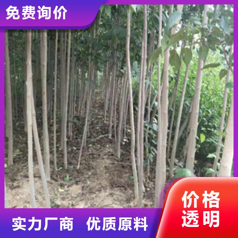 【 杜仲,泰山景松 造型景松细节决定品质】-正家园艺场(六盘水市分公司)