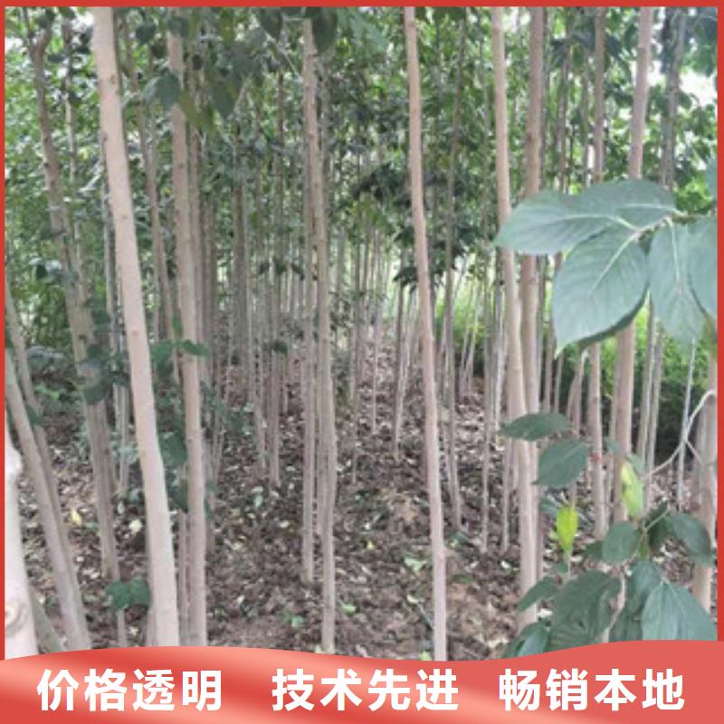 【 杜仲,泰山景松 造型景松细节决定品质】-正家园艺场(六盘水市分公司)