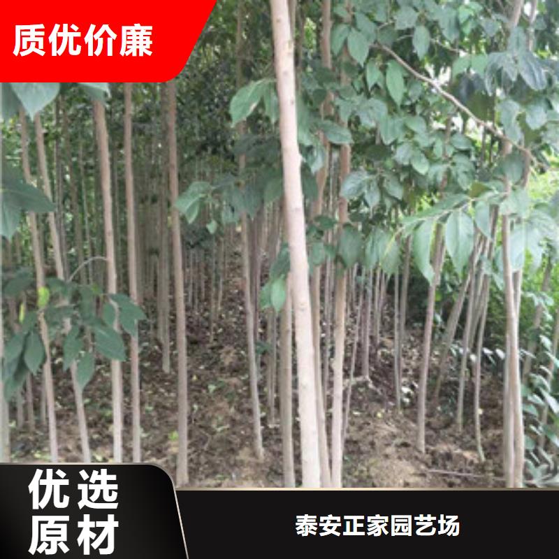 【 杜仲,泰山景松 造型景松细节决定品质】-正家园艺场(六盘水市分公司)