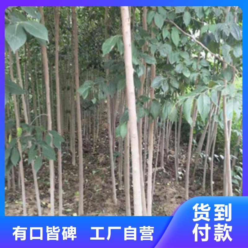 -桦甸|龙潭|长春|延边|辽源|通化|四平杜仲-【占地果树】货源稳定