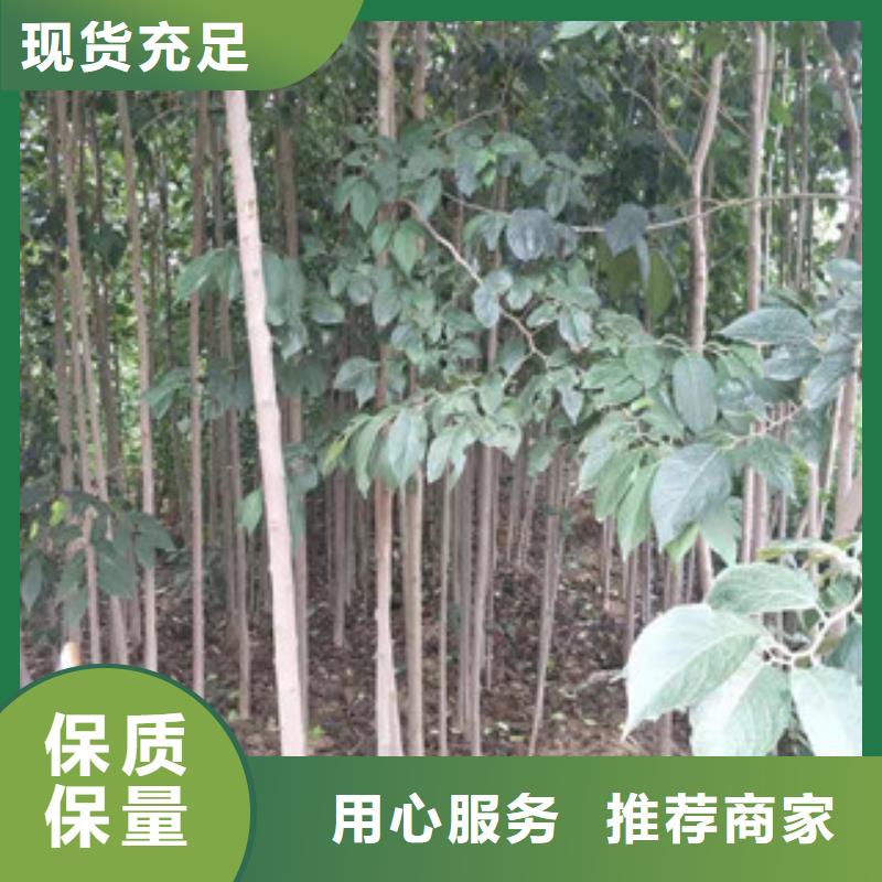 【 杜仲,泰山景松 造型景松细节决定品质】-正家园艺场(六盘水市分公司)