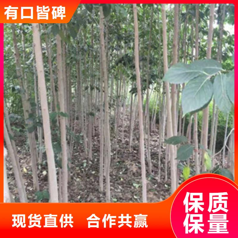 【 杜仲,泰山景松 造型景松细节决定品质】-正家园艺场(六盘水市分公司)