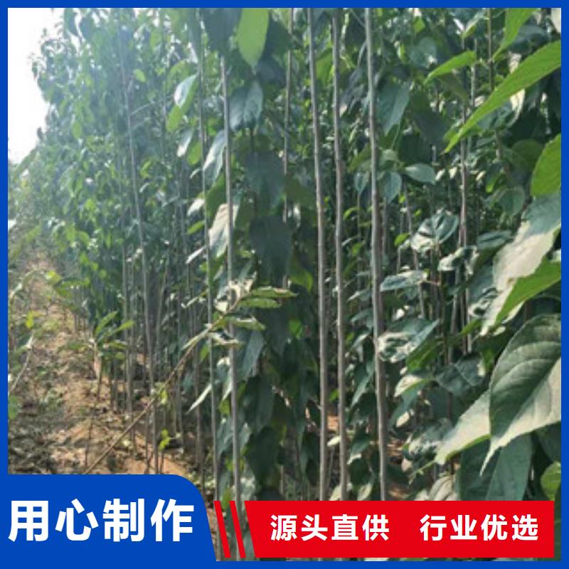 -桦甸|龙潭|长春|延边|辽源|通化|四平杜仲-【占地果树】货源稳定