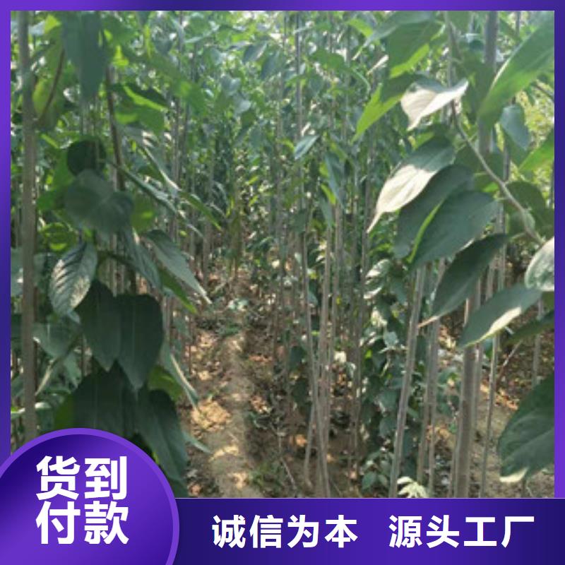【 杜仲,泰山景松 造型景松细节决定品质】-正家园艺场(六盘水市分公司)