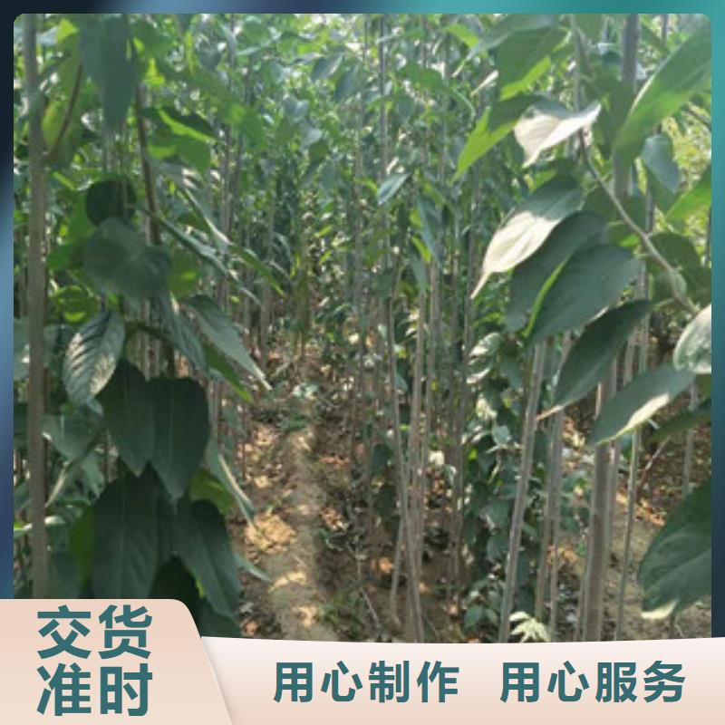 -桦甸|龙潭|长春|延边|辽源|通化|四平杜仲-【占地果树】货源稳定