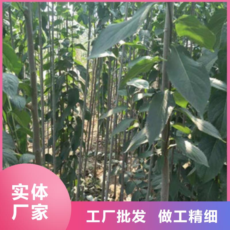 -桦甸|龙潭|长春|延边|辽源|通化|四平杜仲-【占地果树】货源稳定