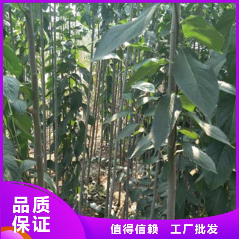 【杜仲】核桃苗 樱花苗 长果桑树苗场行情-正家园艺场(商丘市分公司)-v651.com