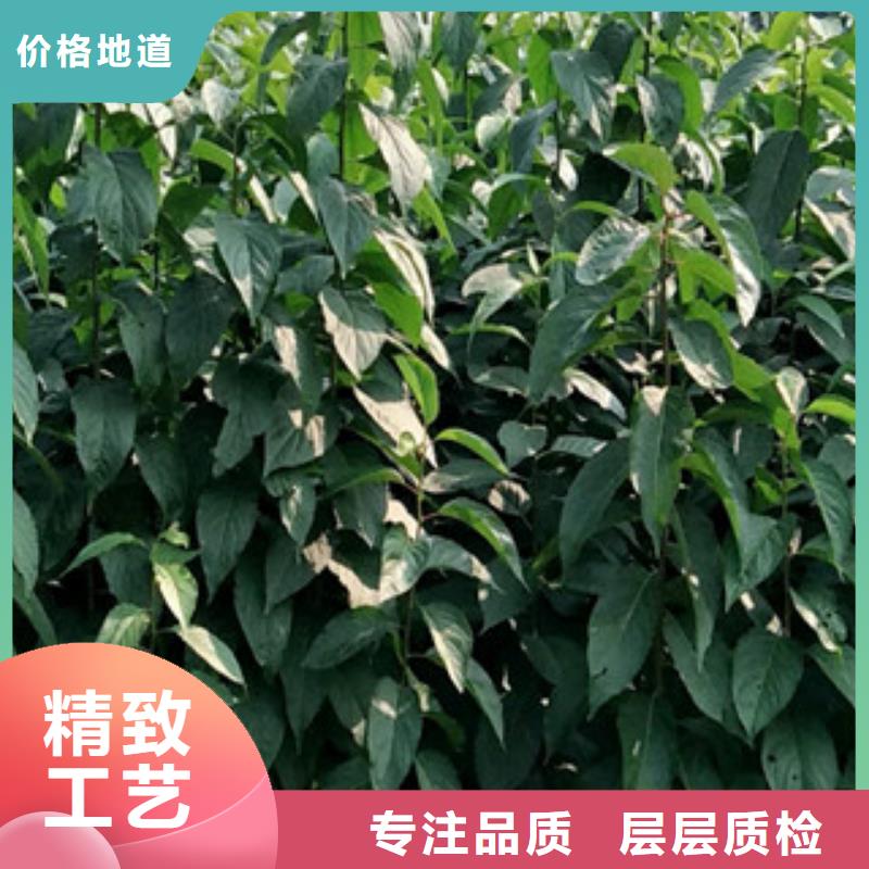 【杜仲】核桃苗 樱花苗 长果桑树苗场行情-正家园艺场(商丘市分公司)-v651.com