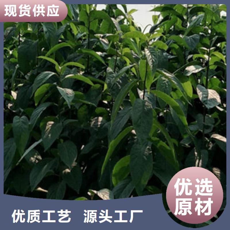 【杜仲】核桃苗 樱花苗 长果桑树苗场行情-正家园艺场(商丘市分公司)-v651.com