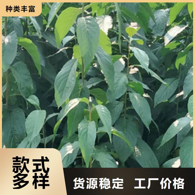 -桦甸|龙潭|长春|延边|辽源|通化|四平杜仲-【占地果树】货源稳定