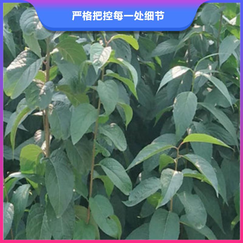 -桦甸|龙潭|长春|延边|辽源|通化|四平杜仲-【占地果树】货源稳定