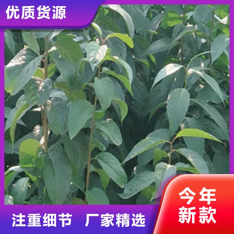 【杜仲】核桃苗 樱花苗 长果桑树苗场行情-正家园艺场(商丘市分公司)-v651.com