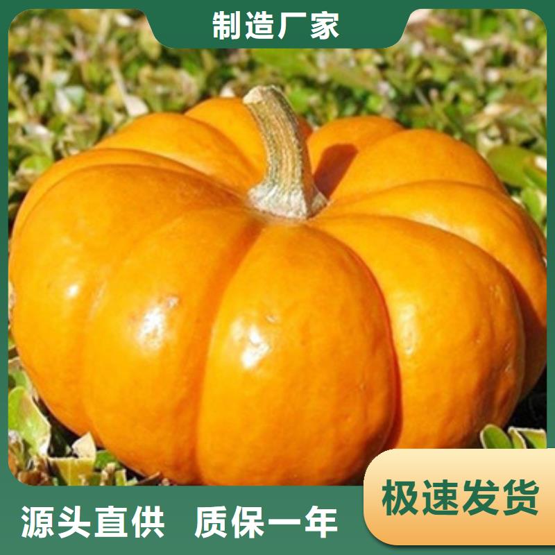 无皮南瓜丁值得信赖