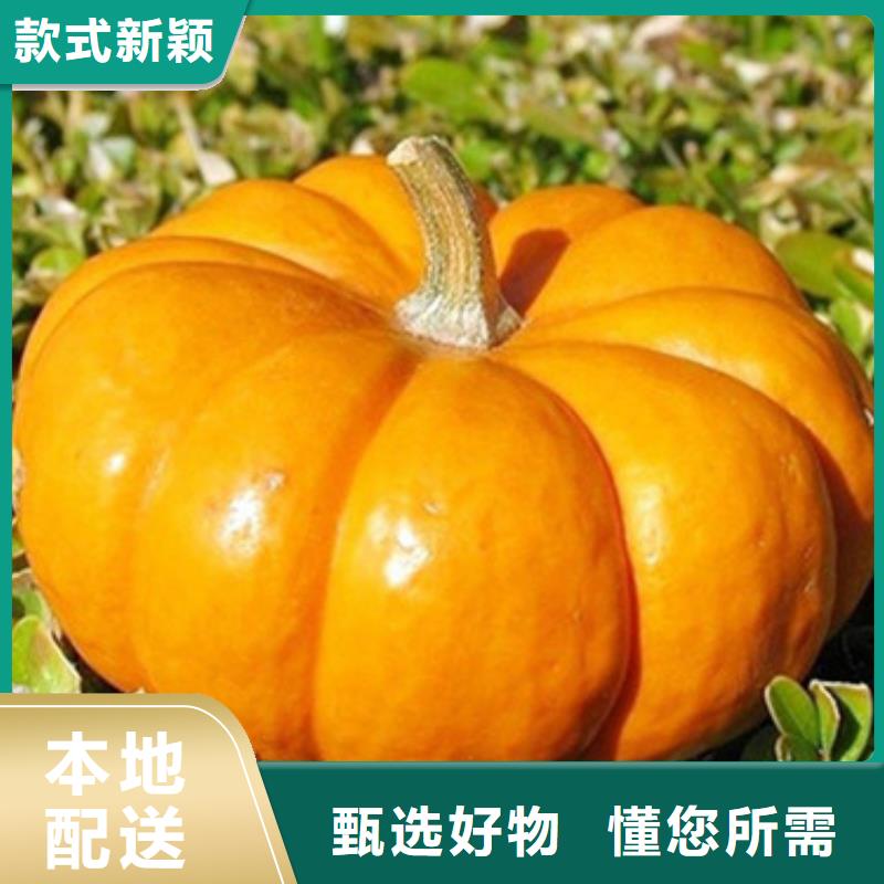 羽衣甘蓝粉-视频-安徽省亳州市乐农羽衣甘蓝粉可服务区域蒙城|涡阳|滁州|铜陵|巢湖|淮北|宣城|阜阳|六安等